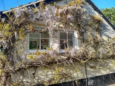 a house with purple flowers on the side of it at The Annexe in Hawkedon