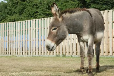 a donkey standing in front of a wooden fence at Waterside Lodges Cambridge in Cambridge