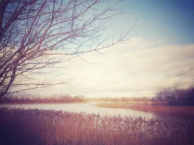 a view of a river with grass and trees at Thorn House in Fen Drayton