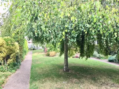 a tree in the middle of a lawn with a sidewalk at Homely & Cosy 3 Bed Birch Close House with Free Parking, Garden & Sleeps 8 in Cambridge
