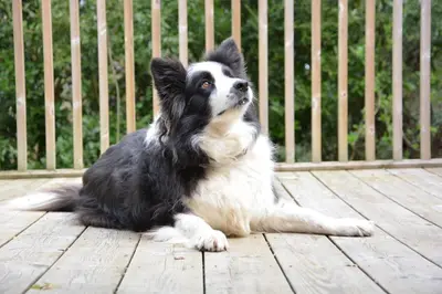 a black and white dog sitting on a wooden deck at Yew Tree Farm Stable, Worlingworth in Worlingworth