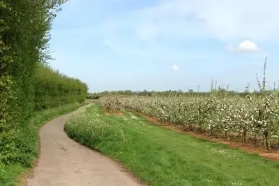 a dirt road next to a field of white flowers at Church Farm B&B Suffolk in Great Welnetham