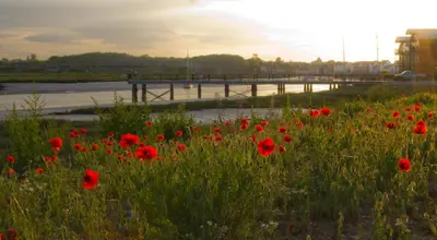 a field of red poppies in front of a bridge at Cosy Cottage Fireplace Patio Pet Train Stn in Wivenhoe