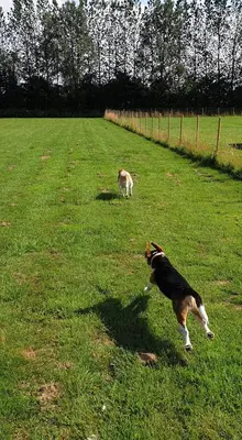 a dog and a cat running in a field at Wingfield Escapes in Diss