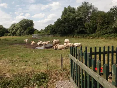a herd of sheep laying in a field at The Elms in East Harling
