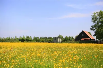 a field of yellow flowers with a barn in the background at 1 Bed in Sibton oc-sfbor in Sibton