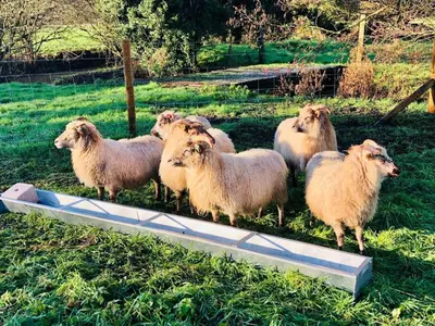 a herd of sheep standing in a field at 1 Bed in Middleton oc-stbc in Middleton