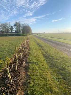 a row of trees in a field next to a road at Elm Cottage at Gravel Farm in Stretham