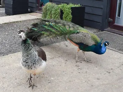 two peacocks standing on a sidewalk next to a house at Deer Lodge - Ukc4325 in Pidley