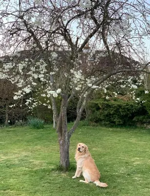 a dog sitting next to a tree in the grass at The Cottage get away in Saffron Walden
