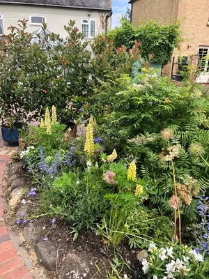 a garden with flowers and plants in a yard at The Blue Cow in Fenstanton