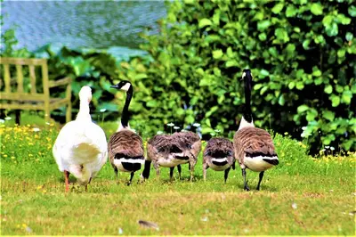 a group of geese standing in the grass at Lakeland Lodge with private Hot Tub and fishing in Hatfield Peverel