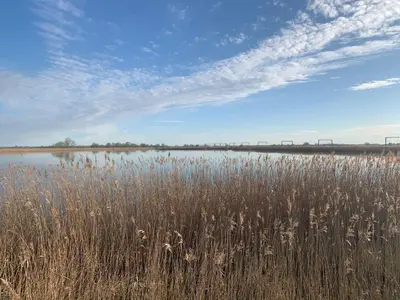 a field of tall grass next to a body of water at Chestnut Cottage at Gravel Farm in Stretham