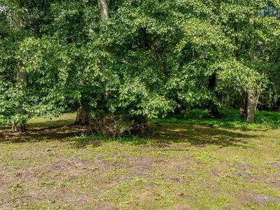 a tree in the middle of a grass field at The Gardens in Santon