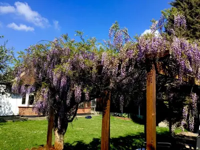 a wisteria tree with purple flowers on it at Westbury House in Rochford