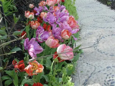 a bunch of colorful flowers in a garden at Chequer Cottage in Horseheath
