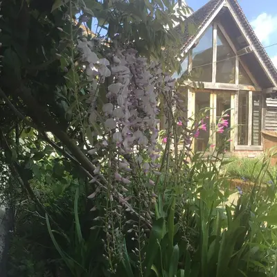 a tree with white flowers in front of a house at Chequer Cottage in Horseheath