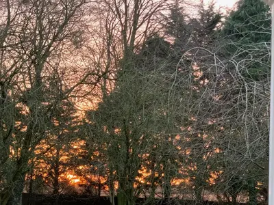 a group of trees with flames in the background at Aldercarr Hall in Attleborough