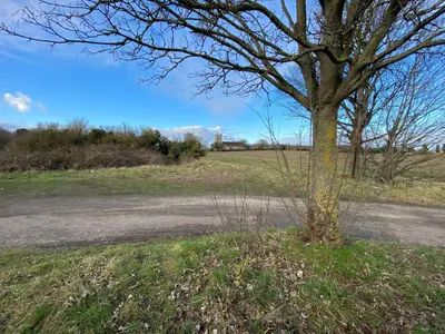 a tree on the side of a road at Honey Cottage in Friston