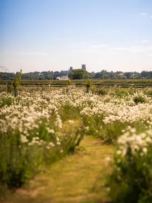 a field of white flowers on a dirt road at Hatters Meadows Glamping in Ely