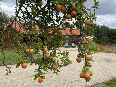 a tree with lots of fruit on it in front of a house at Walnut Tree Cottage Barn in Toppesfield