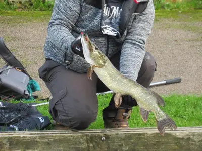 a person holding a fish in its mouth at Cottage - Sleeps 3 Parking & Fishing in Hilgay