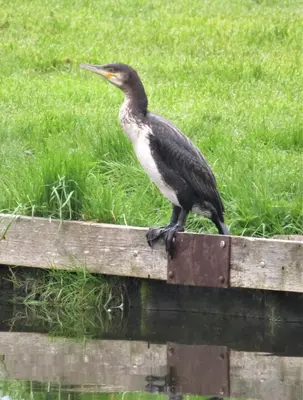 a bird sitting on a wooden fence at Cottage - Sleeps 3 Parking & Fishing in Hilgay