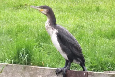 a bird standing on top of a wooden fence at Cottage - Sleeps 3 Parking & Fishing in Hilgay