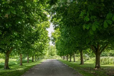 a road lined with trees on either side at East Green Farm Cottages - The Granary in Saxmundham