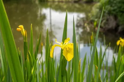 a group of yellow flowers in front of a body of water at East Green Farm Cottages - Gardeners Cottage in Saxmundham