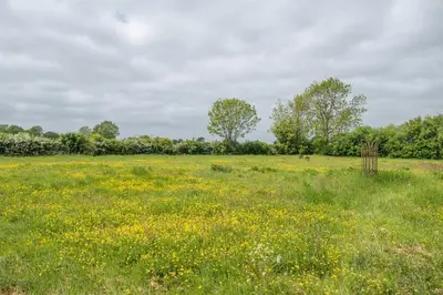 a field with yellow flowers and a fence at East Green Farm Cottages - Gardeners Cottage in Saxmundham