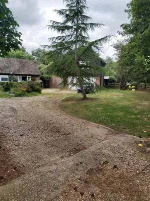 a driveway with a tree in a yard at Chauffeur's, Snape in Saxmundham