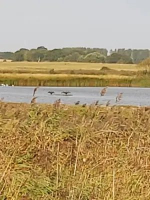 a flock of birds flying over a body of water at Chauffeur's, Snape in Saxmundham