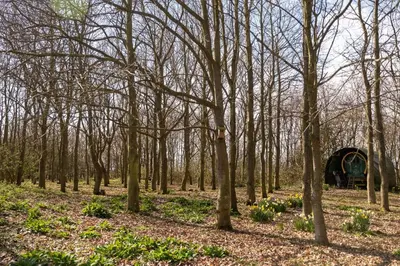 a forest of trees with a building in the background at The Stables, Theberton in Theberton