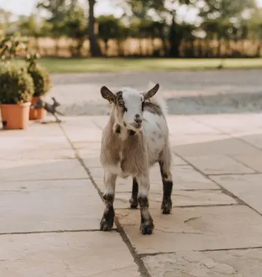 a goat is standing on a sidewalk at Reymerston Hall in Norwich