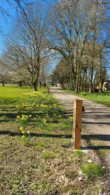a path in a park with yellow flowers and trees at Reymerston Hall in Norwich