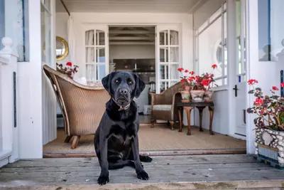 a black dog sitting on a porch at The Boathouse in Felixstowe Ferry - Stunning Waterfront Property in Felixstowe