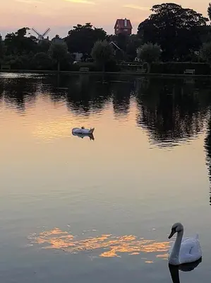 a swan swimming in a lake at sunset at Regatta - A lakeview apartment in Thorpeness - Aldeburgh Coastal Cottages in Thorpeness