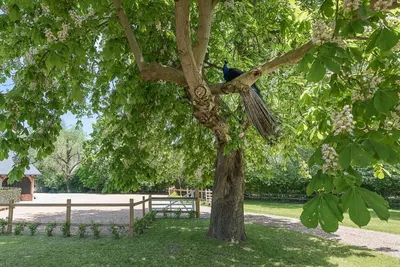 a blue bird sitting on the branch of a tree at Geoff's Rest at Pond Hall Farm in Hadleigh with Private Hot Tub in Ipswich