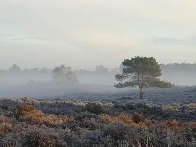 a tree in a field with fog in the background at Argyll House Bed and Breakfast in Westleton