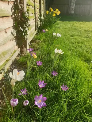 a group of flowers in the grass next to a tree at Island Retreat with HotTub in West Mersea
