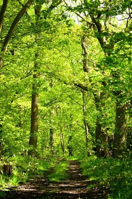 a path through a lush green forest with trees at Rockinghams Farm in Layer Marney