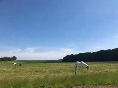 a white horse grazing in a field behind a fence at Rockinghams Farm in Layer Marney