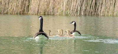 a group of three geese swimming in the water at Rockinghams Farm in Layer Marney