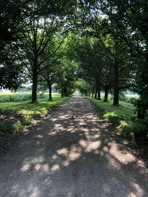 a dirt road with trees on either side at Little Oaks in Stowmarket