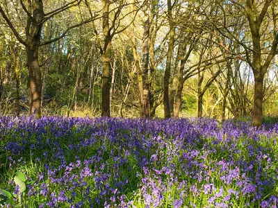a field of purple flowers with trees in the background at Leveret Lodge in Burgh
