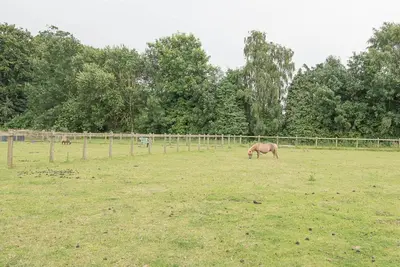 a horse grazing in a field of grass at Grove Farm Bungalow with swimming pool, Dallinghoo in Woodbridge