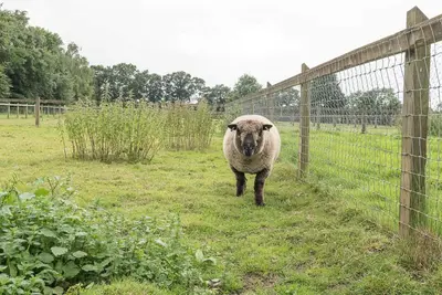 a sheep standing in a field next to a fence at Grove Farm Bungalow with swimming pool, Dallinghoo in Woodbridge