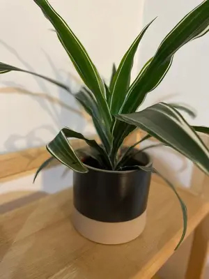 a plant sitting on top of a wooden table at Cosy central 1 bedroom flat near city centre & station in Cambridge