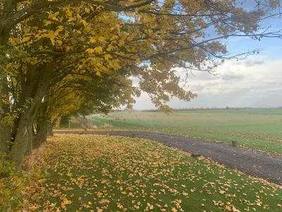 a tree with leaves on the ground next to a road at Willow Cottage at Gravel Farm in Stretham